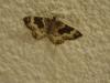 Epirrhoe alternata